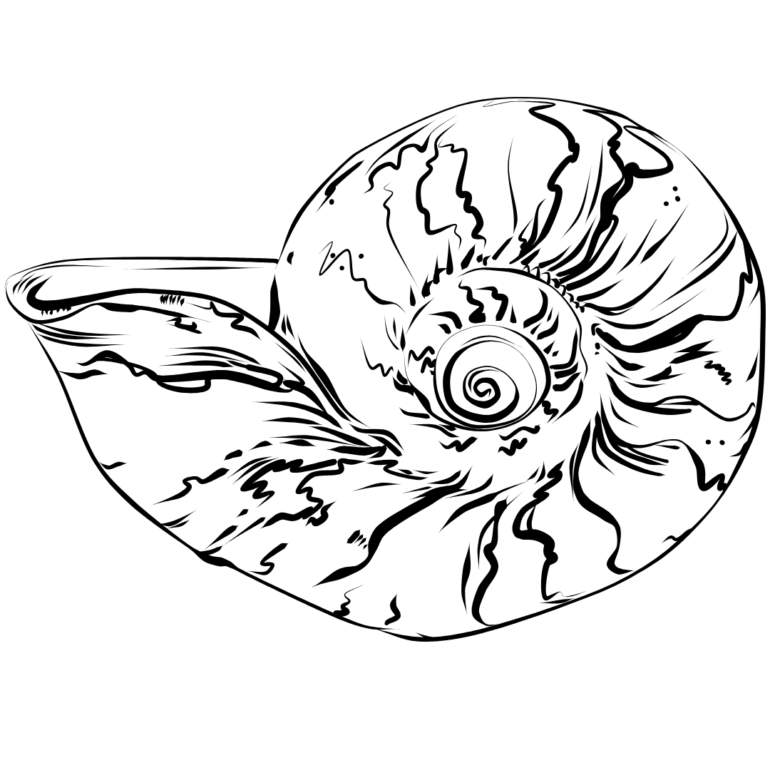 Detailed seashell line illustration from Banana Baya Beach Bar