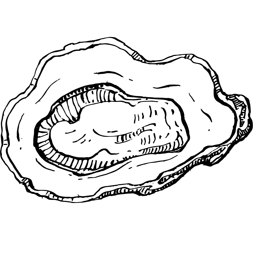 Hand-drawn oyster illustration – Banana Baya seafood element