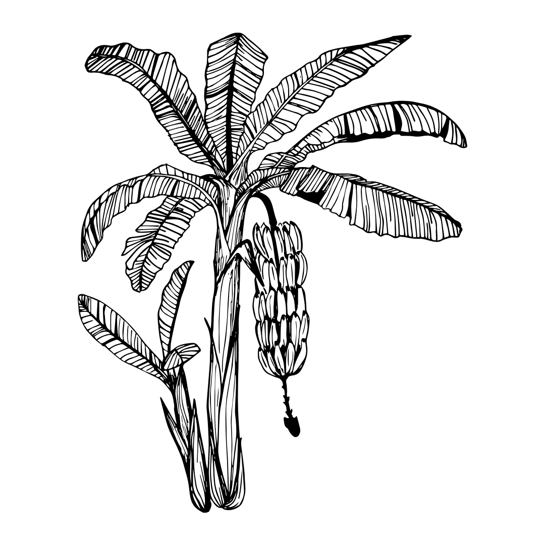 Hand-drawn banana tree illustration – Banana Baya branding element